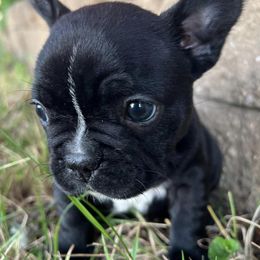 French Bulldogs from Bosscher Bulldogs
