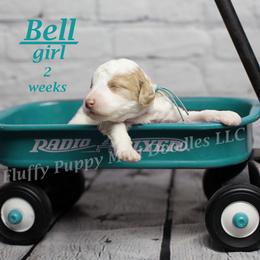 Bell (light blue collar) girl - Parti female Goldendoodle puppy in Corona, California from Fluffy Puppy Mini Doodles LLC