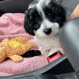 Maltipoo Puppies from Awwws-n-Pawws