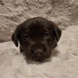 Girl 3 - female Labrador Retriever puppy in Hartley, California from Mathew's Labradors