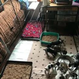 German Shorthaired Pointer Puppies from Ballard Gun Dogs