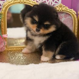 Betty - Black and tan female Pomeranian puppy in Gilroy, California from Belt Fed Kennels