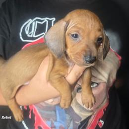 Rebel - Red male Dachshund puppy in Perris, California from Ohana_626_kennels