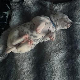 Sooka - White and black male Dalmatian puppy in Killeen, Texas from America's Dalmatian Friends