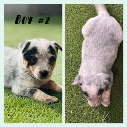 Boy 2 - Blue mottled male Australian Cattle Dog puppy in Prague, Oklahoma from S&B Cattle Co.