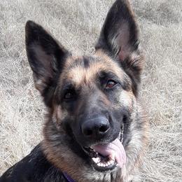 Josie - German Shepherd