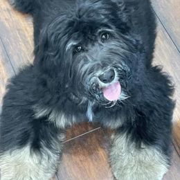 "Pinky" Bernedoodle All Grown Up from So In Doodles