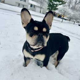 Nova - French Bulldog