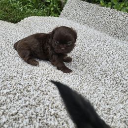 Mavis - Chocolate female Shih Tzu puppy in Newark, Ohio from Gemini Kennels