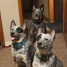 Australian Cattle Dogs from Hilltop Heelers
