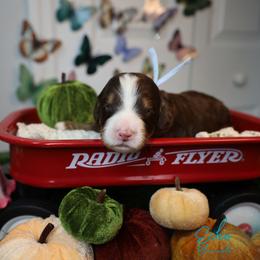 Echo 10th pick - Tri-color male Bernedoodle puppy in Fort Myers, Florida from Little Golden Farm