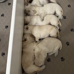 Labrador Retriever Puppies from Red Barn Family Labs