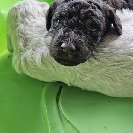 Poodle Puppies from Alisha's Poodles