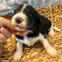 Girl 3 - Black and white female Bernedoodle puppy in Marlow, Oklahoma from Crider’s Critters