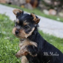 Yorkshire Terrier Puppies from Mr.Yorkie