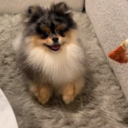 Storm - Pomeranian