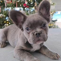 River - Blue male French Bulldog puppy in Raymore, Missouri from Michelle Thompson