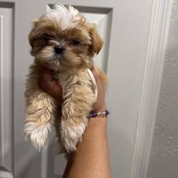 White Boy - Gold and white male Shorkie puppy in San Tan Valley, Arizona from Great Mates