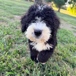 Saint with training - Black and white male Bernedoodle puppy in Boonville, North Carolina from Doods & Dolls