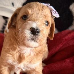 Bashful - Red  female Goldendoodle puppy in Bradenton, Florida from Christianna’s Mini Goldendoodles