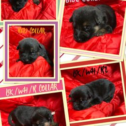 German Shepherd Puppies from Jemira Kennel