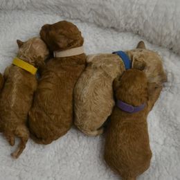 Aussiedoodle and Poodle Puppies from BA Doodles & Poodles