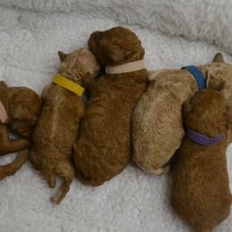 Aussiedoodle and Poodle Puppies from BA Doodles & Poodles