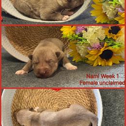 Nami - Red and white female Siberian Husky puppy in Canton, Ohio from Bleu Skies Siberian Huskies