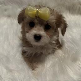 Morkie and Yorkshire Terrier Puppies from JoAnne Bergeron