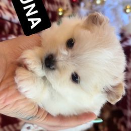 Luna - White female Pomeranian puppy in Antioch, California from Munoz pomms