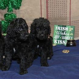 Poodle Puppies from RK'S Pets