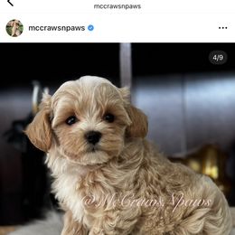Cavapoo, Maltipoo, and Poodle Puppies from McCraws N Paws