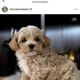 Cavapoo, Maltipoo, and Poodle Puppies from McCraws N Paws