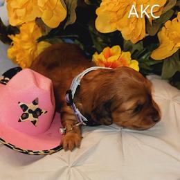 Dachshund Puppies from CLARK'S BREEDING PROGRAM