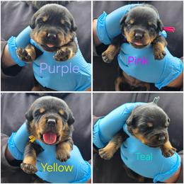 Girl 4 - Black and tan female Rottweiler puppy in Stanton, Kentucky from Vom Hause Alistair