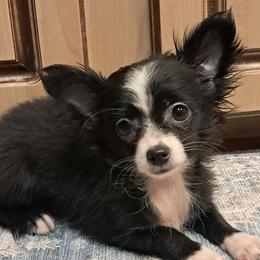 GIULIA - Black and white female Chihuahua puppy in Branford, Florida from Mbjs Doxies and chihuahuas