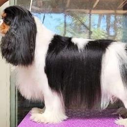 Jade - Cavalier King Charles Spaniel