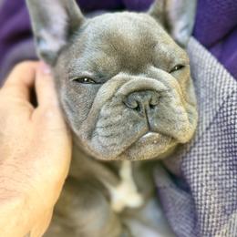 Louis - Blue male French Bulldog puppy in Glen Ellen, California from Frenchie’s of Glen Ellen