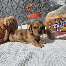 Tigger - Brindle male Dachshund puppy in Cardington, Ohio from A & J Miniature Dachshunds & Bulldogs