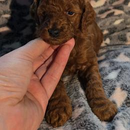 Mistletoe - Red female Cavapoo puppy in Conklin, Michigan from Lake Michigan Couture Cavapoos & Cockapoos