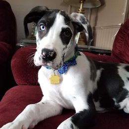 Great Dane Puppies from Double R Danes