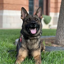 Remo - Sable male German Shepherd puppy in Canyon, Texas from The Iron Canine