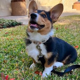 Pembroke Welsh Corgi All Grown Up from The Hallway Farm