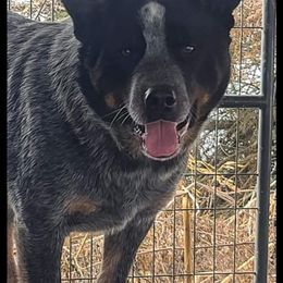 Bear - Australian Cattle Dog
