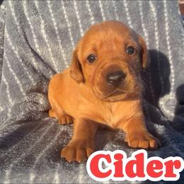 Cider - Yellow male Labrador Retriever puppy in Lucasville, Ohio from Backwoods Labradors
