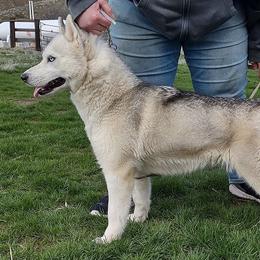 Midna - Gray and white female Siberian Husky puppy in Heppner, Oregon from Yuki Ookami Show Kennel