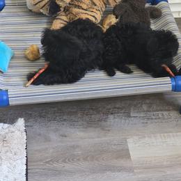 Affenpinscher puppies from Tamari Affenpinchers and Oakhurst Rhodesians