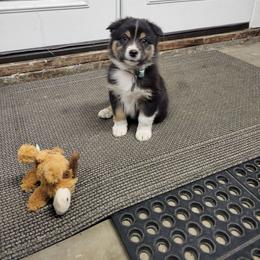 Ash - Black tri-color male Australian Shepherd puppy in Midvale, Idaho from Canyon River Aussies