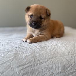 Posey - Red female Shiba Inu puppy in Monett, Missouri from Happy Tails Shiba Inus