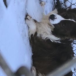 Buck - Cardigan Welsh Corgi